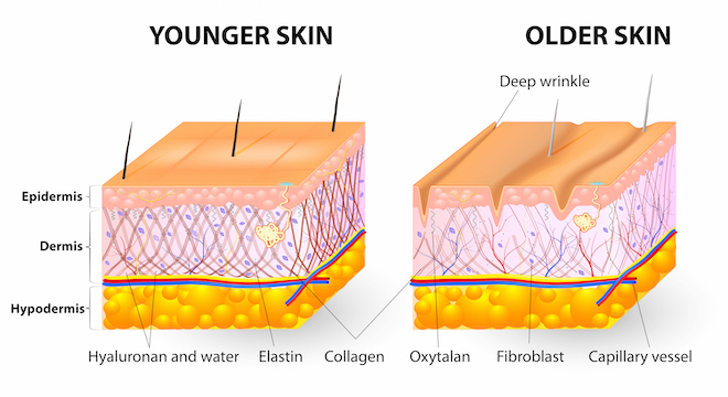 Uống collagen đúng cách sẽ tăng cường số lượng sợi liên kết cho da săn chắc