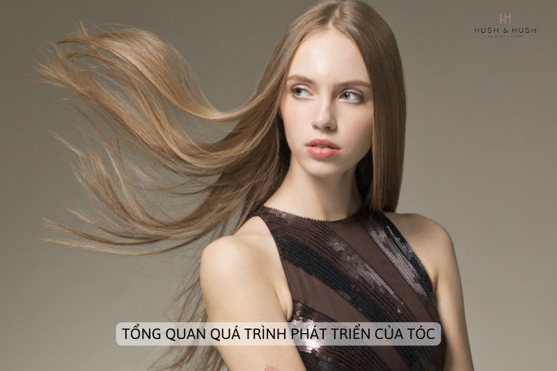 Quá trình phát triển của tóc