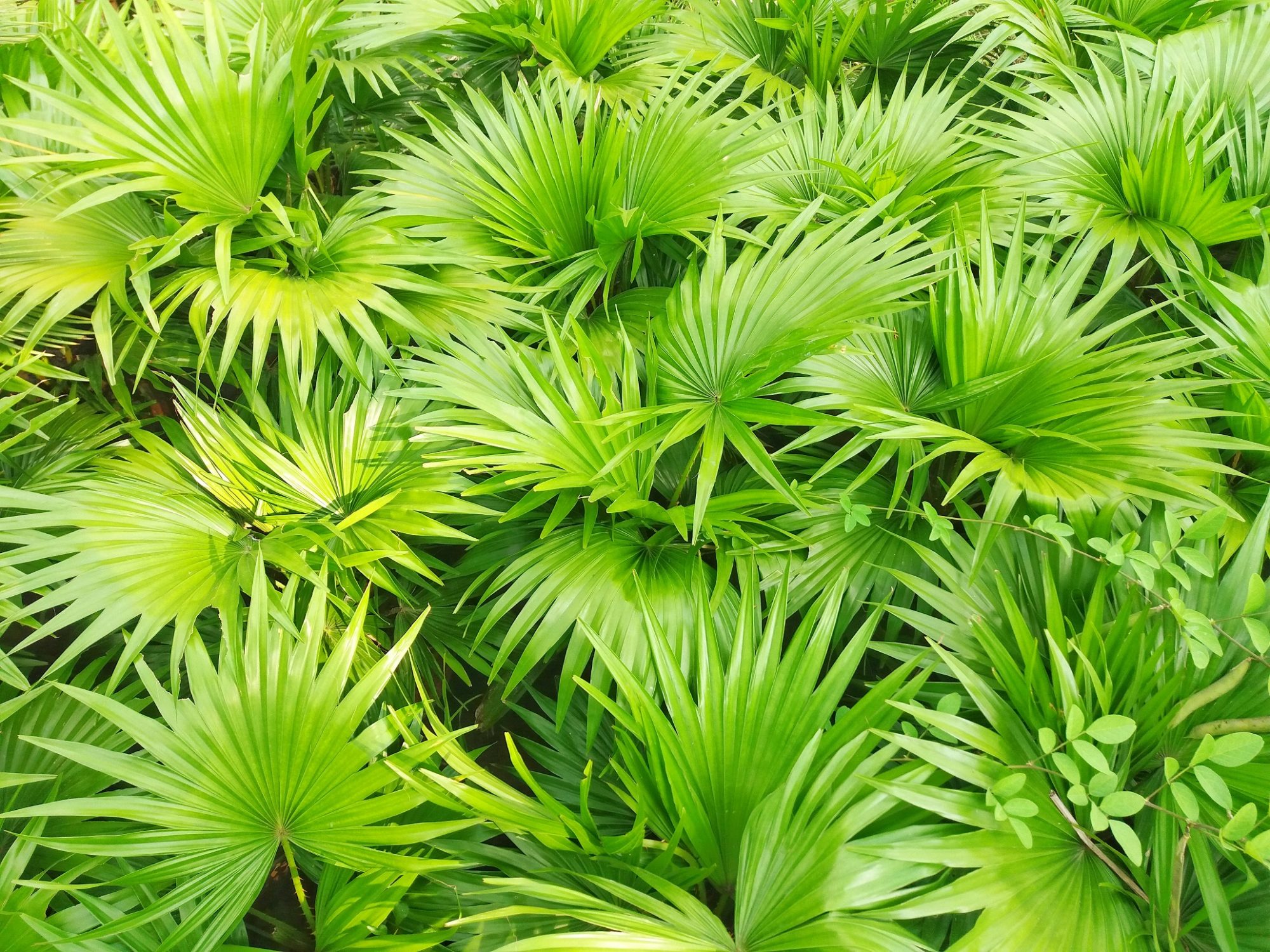 Saw palmetto trị rụng tóc