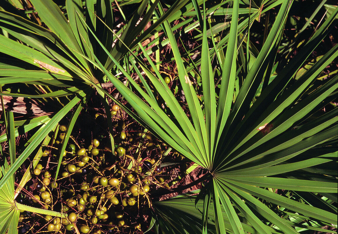 Câu chuyện về saw palmetto